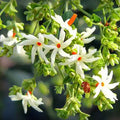 Pavizha Malli, Parijat, Night-flowering Jasmine or Coral Jasmine, Nyctanthes arbor-tristis