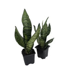 Snake Plant | Sansevieria Black Coral