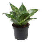 Sansevieria Trifasciata Hahnii | Sansevieria Hahnii Green Dwarf Live Plant