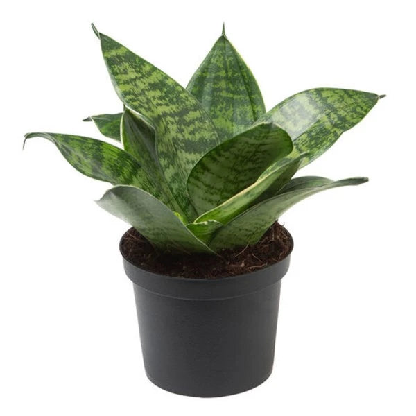 Sansevieria Trifasciata Hahnii | Sansevieria Hahnii Green Dwarf Live Plant