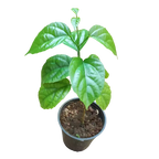 Golden Cascade Plant (Petraeovitex bambusetorum)