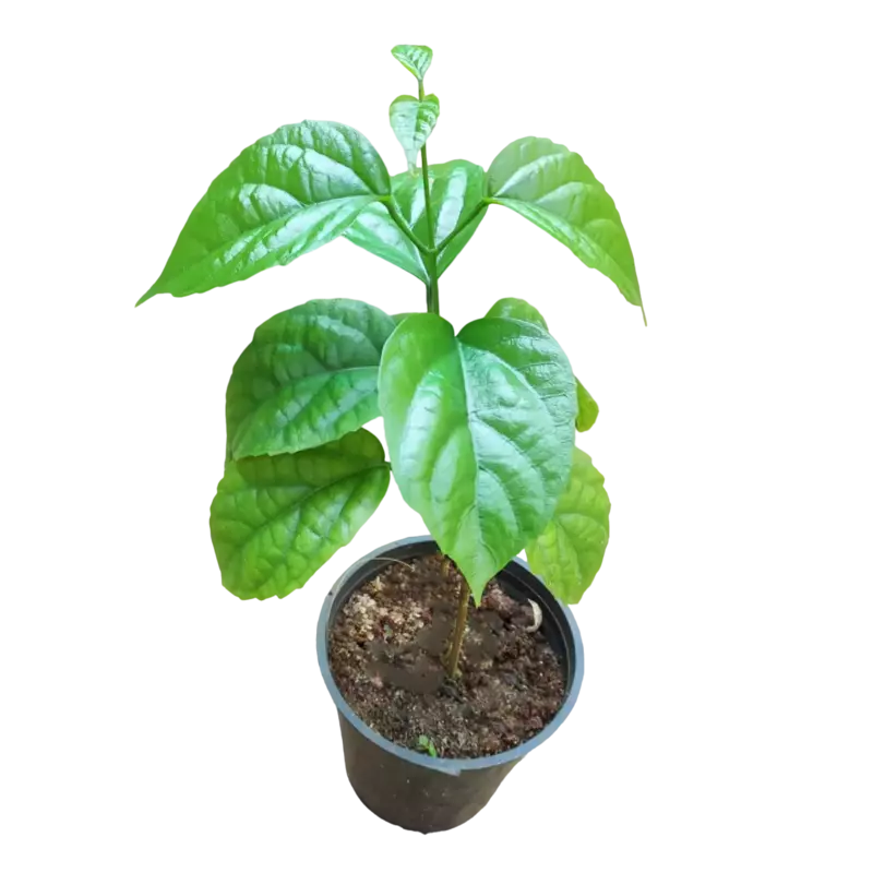 Golden Cascade Plant (Petraeovitex bambusetorum)