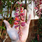 Scarlet Clock Vine (Thunbergia Cocinea) – Flowering Climber