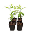 Curtain Creeper Plant, Parda bel, Vernonia Creeper Live Plant