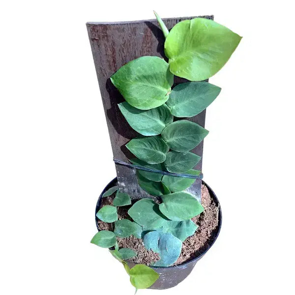 Rhaphidophora Hayi Plant