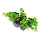 Ficus pumila, Wall creeper, Creeping fig – Trending Wall Creeper