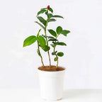 Red Button Ginger, Costus plant