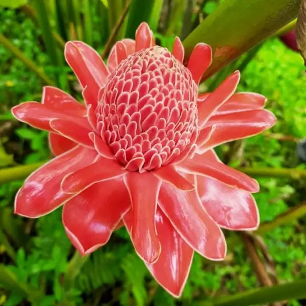 Red Torch Ginger (Etlingera Elatior)