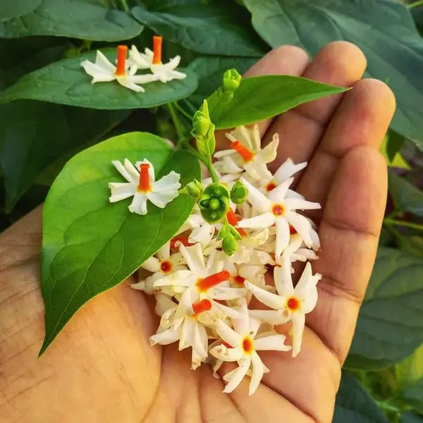 Pavizha Malli, Parijat, Night-flowering Jasmine or Coral Jasmine, Nyctanthes arbor-tristis