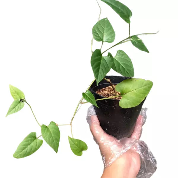 Princess Vine, Millionaires Vine, Cissus Sicyoide, Cissus Nodosa – Super Rare