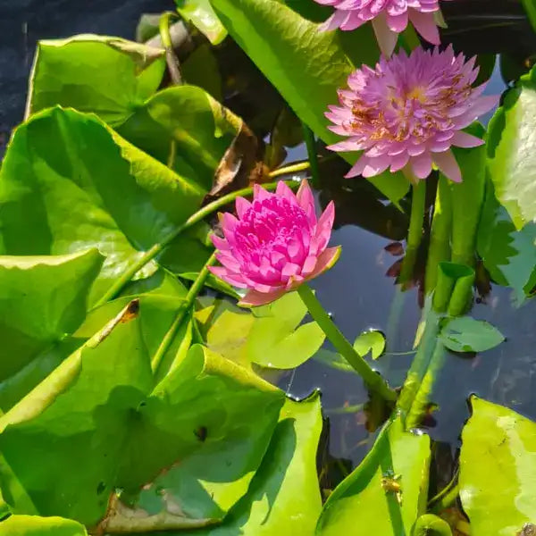 Papron Pink Water Lily