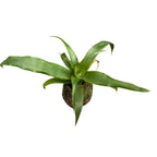 Pineapple Plant