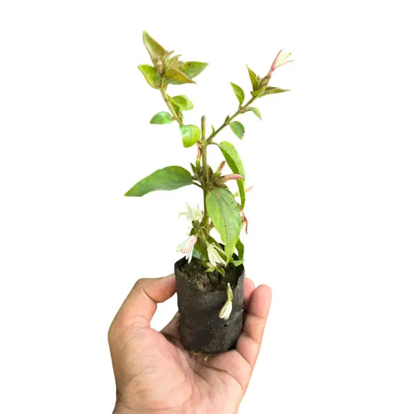 Star Jasmine(Kakkada mulla)