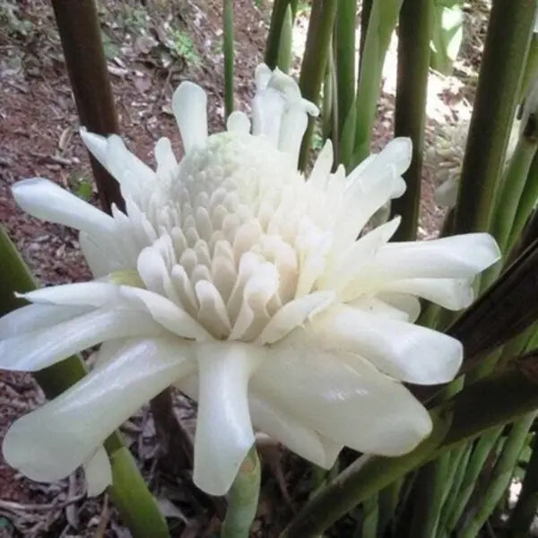 White Torch Ginger