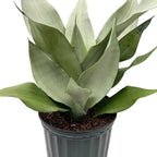 Moonshine Snake Plant | Sansevieria trifasciata