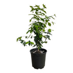Surinam Cherry Plant