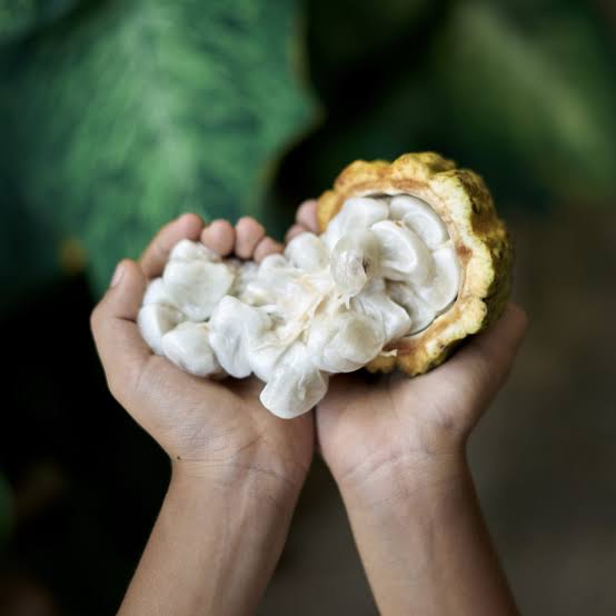 Cocoa Fruit