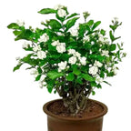 Fragrant Jasmine Flower Plant