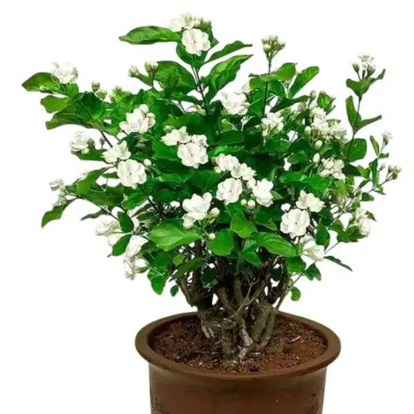 Fragrant Jasmine Flower Plant