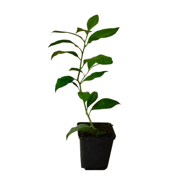 Lemon Plant