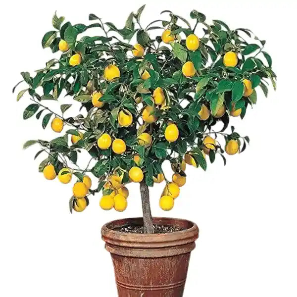 Lemon Plant