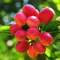 Miracle Fruit Plant