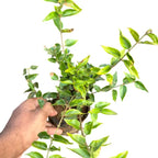 Jasminum Grandiflorum, Pichi Mulla