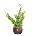 Jade Plant