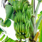 Nendran Banana