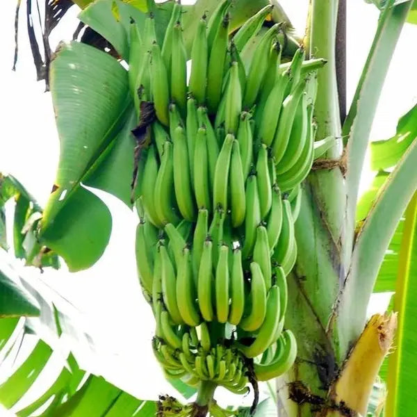 Nendran Banana