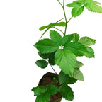 Blackberry Fruit plant