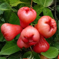Rose Apple Chambakka, Jambaka Fruit PlantRed Custard Apple (Annona reticulata) Rose Apple Chambakka, Jambaka Fruit Plant
