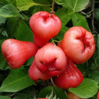 Rose Apple Chambakka, Jambaka Fruit PlantRed Custard Apple (Annona reticulata) Rose Apple Chambakka, Jambaka Fruit Plant