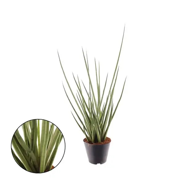 Fernwood Mikado (Tie) | Sansevieria Cylindrica Medusa