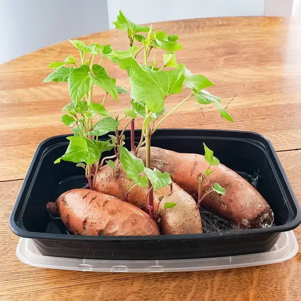 Sweet Potatoes