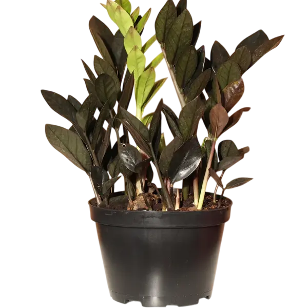 Black zz plant, Raven ZZ Plant