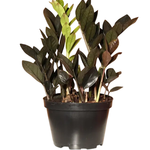 Black zz plant, Raven ZZ Plant